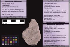 Foto (Objekt + Etiketten) von Decapoda indent. (NHMW-GEO-1990-0041-0228d)